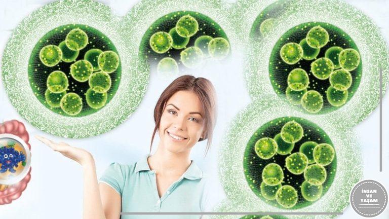 Akermansia nedir? Ne işe yarar?