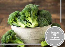 Brokoli'nin Yararları Brokoli Neye İyi Gelir, İçindeki Vitaminler