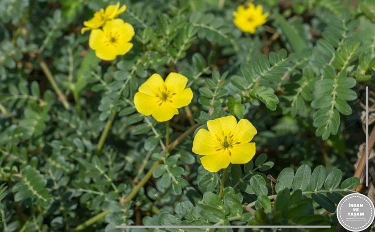 Çoban çökerten Nedir? Çoban çökerten Bitkisi Neye İyi Gelir
