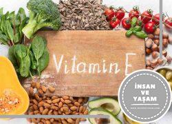 E Vitamini Hakkında, E Vitamini Nelerde Bulunur