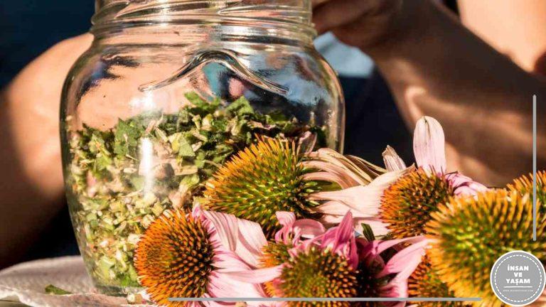 Ekinezyanın Yararları, Ekinezya Ne İşe Yarar? İçindeki Vitaminler