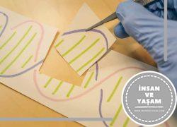 Moleküler Biyoloji ve Genetik Mühendisliği