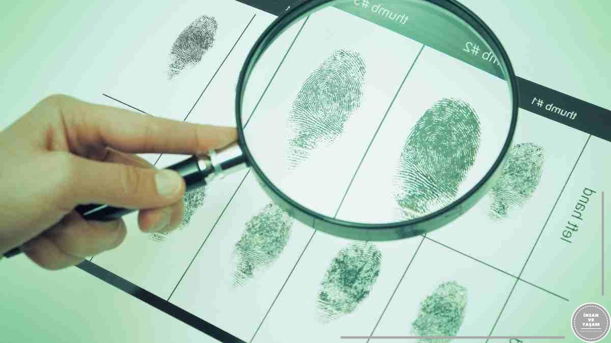 Adli Bilimler Bölümü, İş Olanakları, Adli Bilimler Bölüm Ne İş Yapar