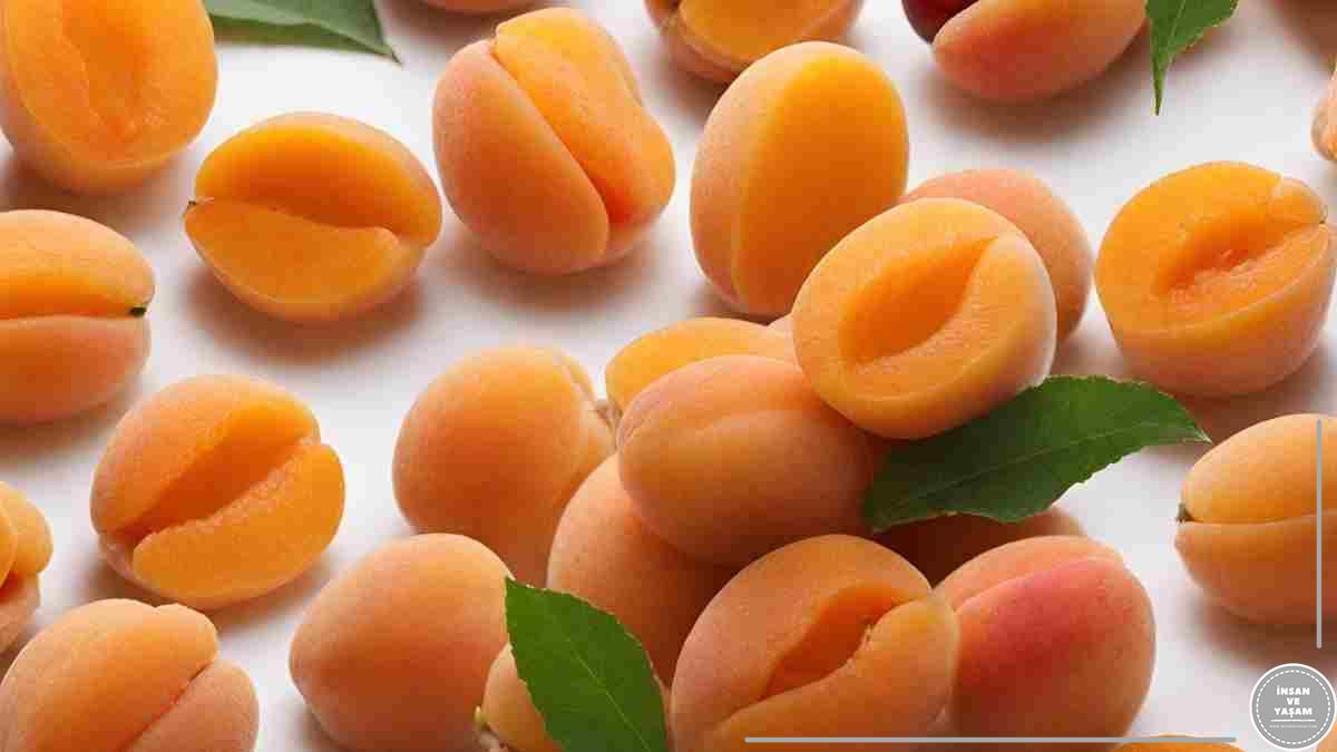 Kayısının Yararları