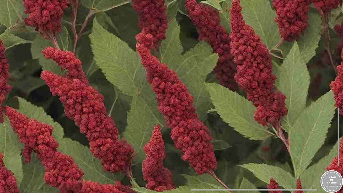 Sumağın Yararları