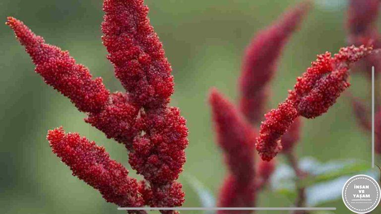 Sumağın Yararları ve Zararları, İçindeki Vitaminler