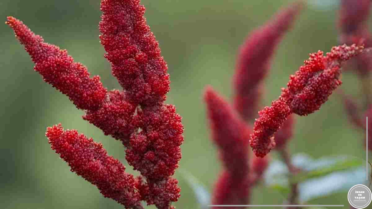 Sumağın Yararları ve Zararları, İçindeki Vitaminler