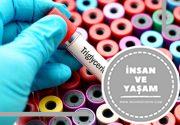 Trigliserid Nedir? Trigliseridler’in Yüksek ve Düşük Olması Nedir?