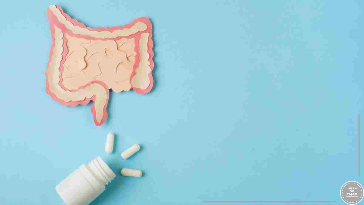 Probiyotikler Sindirim Sistemi Sağlığındaki Rolü ve Faydaları