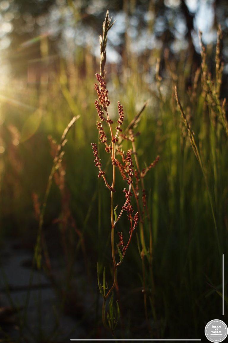 Kuzu Kulağı Kokteyli Tarifi